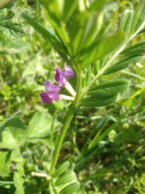 photo of Common Vetch