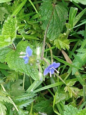 photo of Germander Speedwell