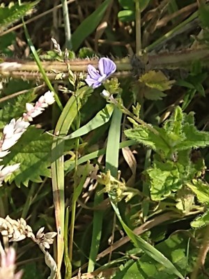 photo of Common Field Speedwell