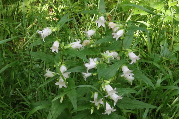 photo of Nettle Leaved Bellflower