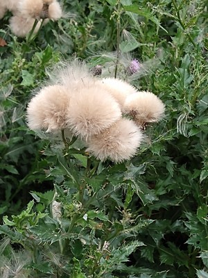 photo of Creeping Thistle