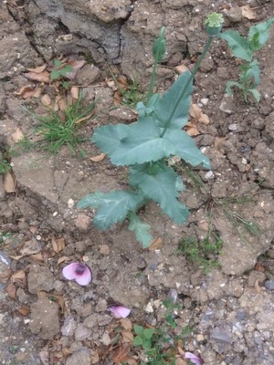 photo of Opium Poppy