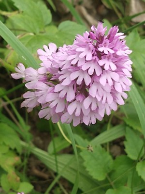 photo of Pyramidal Orchid