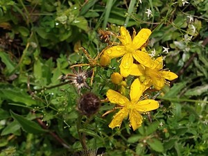 photo of Perforate St. John's Wort