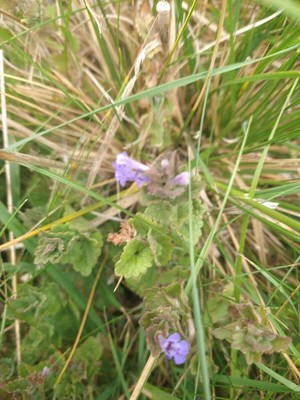 photo of Ground Ivy