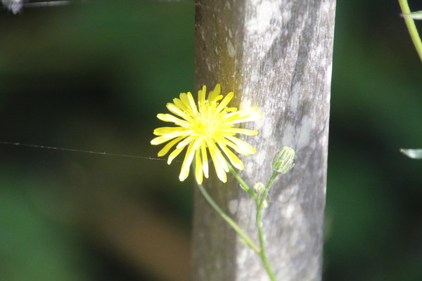 photo of Rough Hawk's Beard