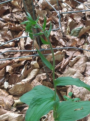 photo of Narrow Lipped Helleborine