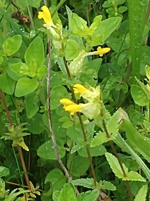 photo of Yellow Rattle