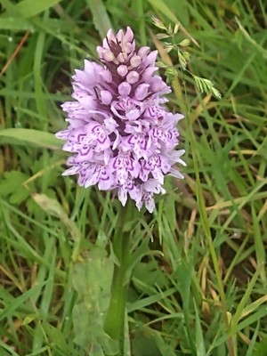 photo of Common Spotted Orchid