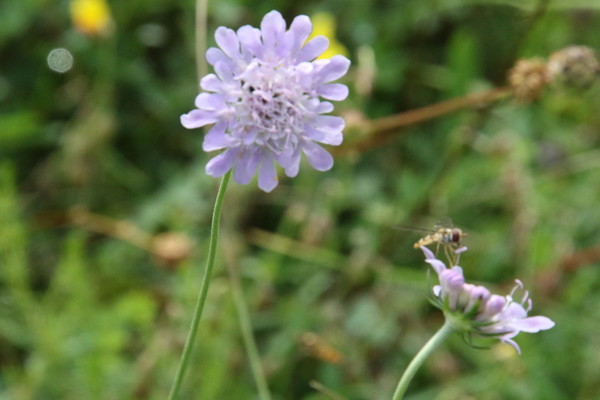 photo of Small Scabious