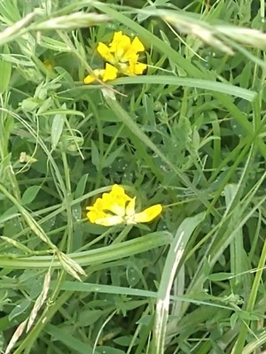 photo of Meadow Vetchling