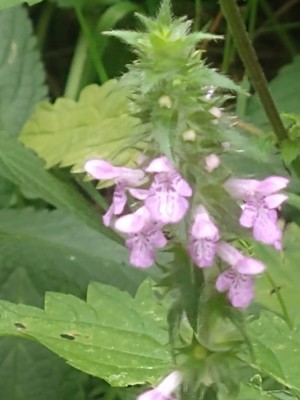 photo of Marsh Woundwort