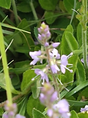photo of Heath Speedwell