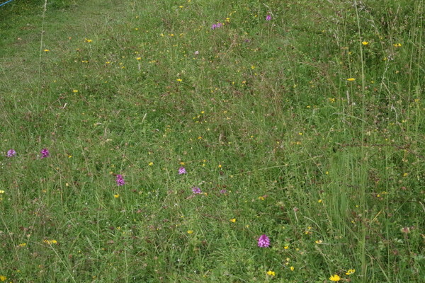 photo of Pyramidal Orchid