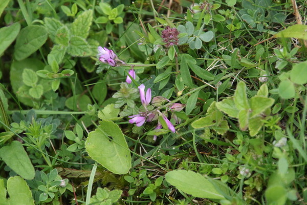 photo of Common Milkwort