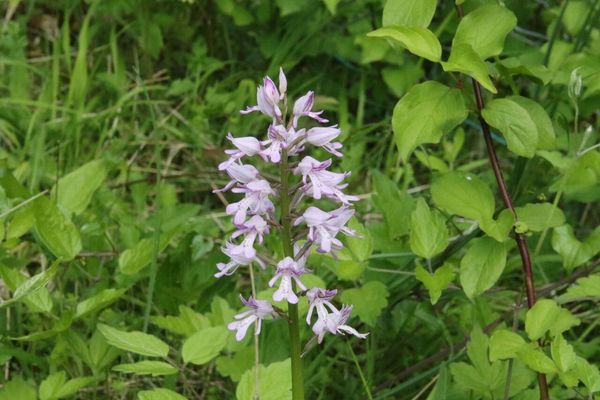 photo of Military Orchid