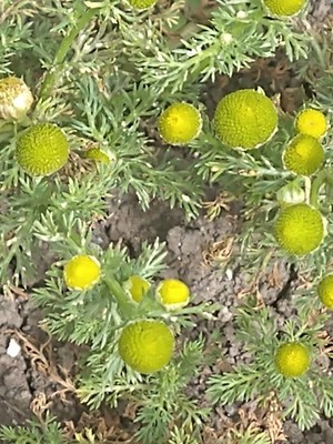photo of Pineappleweed