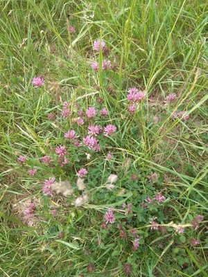 photo of Red Clover