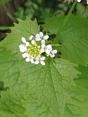 photo of Garlic Mustard