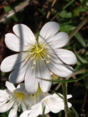 photo of Field Mouse Ear