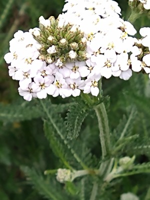 photo of Yarrow