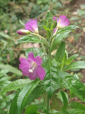 photo of Great Willowherb