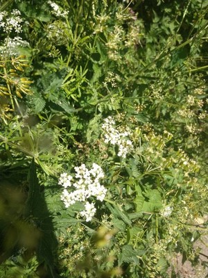 photo of Cow Parsley