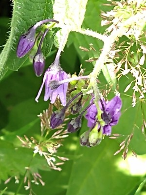 photo of Bittersweet