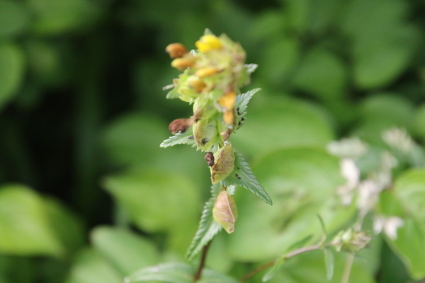 photo of Yellow Rattle