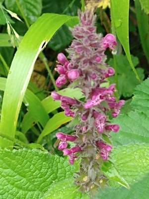 photo of Hedge Woundwort