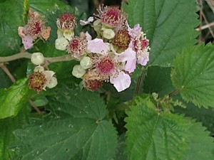 photo of Elm Leaved Bramble