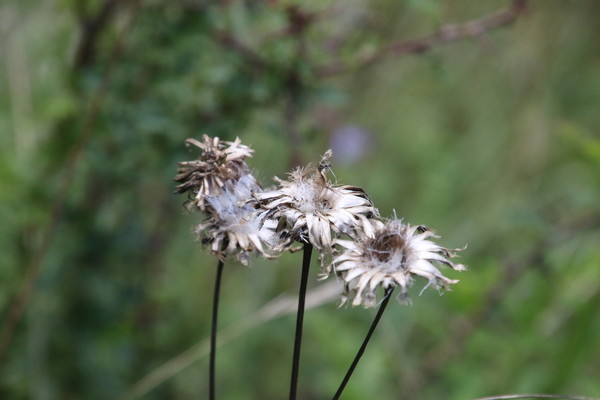 photo of Greater Knapweed