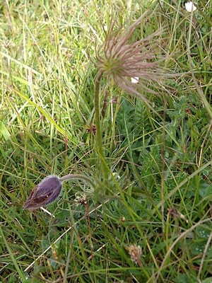 photo of Pasqueflower