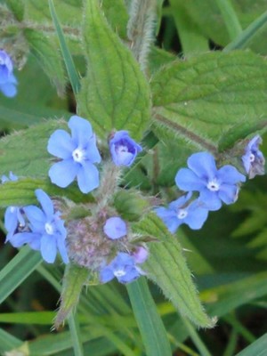 photo of Green Alkanet