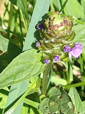 photo of Selfheal
