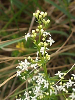 photo of Heath Bedstraw