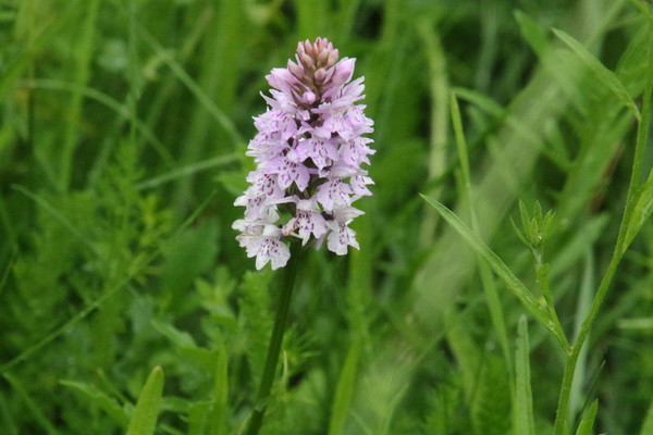 photo of Common Spotted Orchid