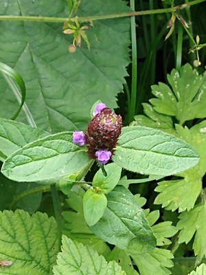 photo of Selfheal