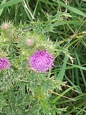 photo of Spear Thistle