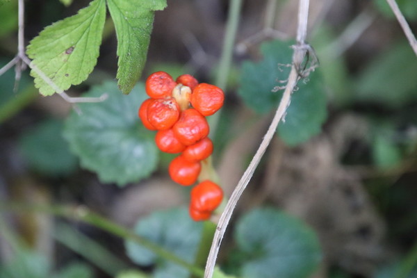 photo of Lords And Ladies