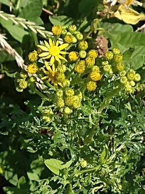 photo of Ragwort