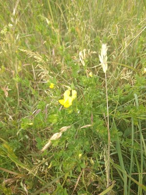 photo of Bird's Foot Trefoil