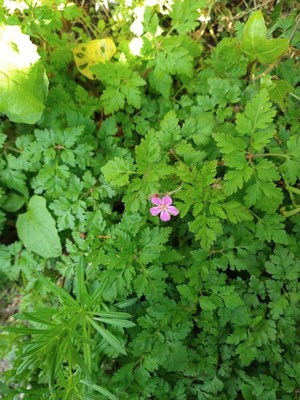 photo of Little Robin