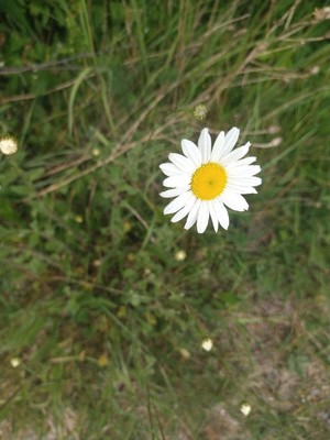 photo of Oxeye Daisy