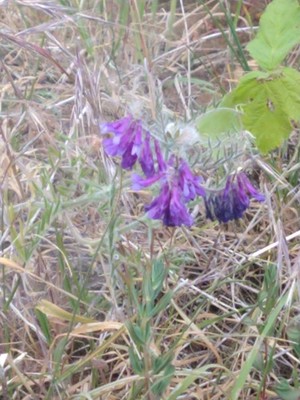 photo of Algerian Vetch