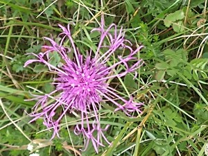 photo of Greater Knapweed
