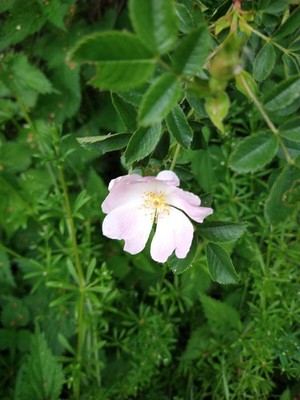 photo of Common Dog Rose