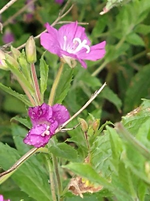 photo of Great Willowherb