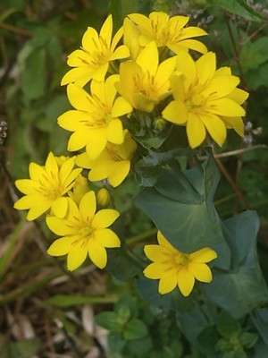 photo of Yellow Wort