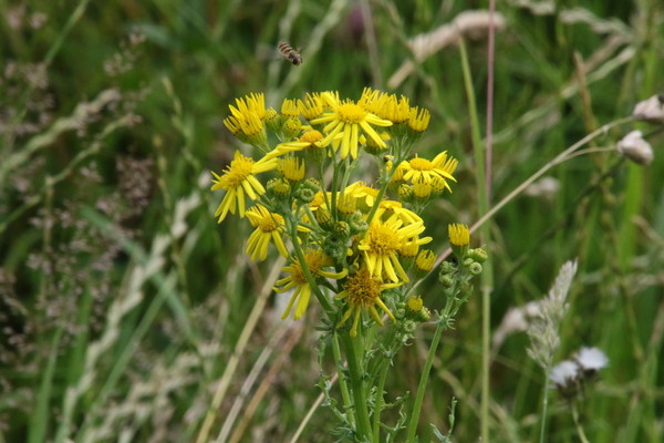 photo of Ragwort